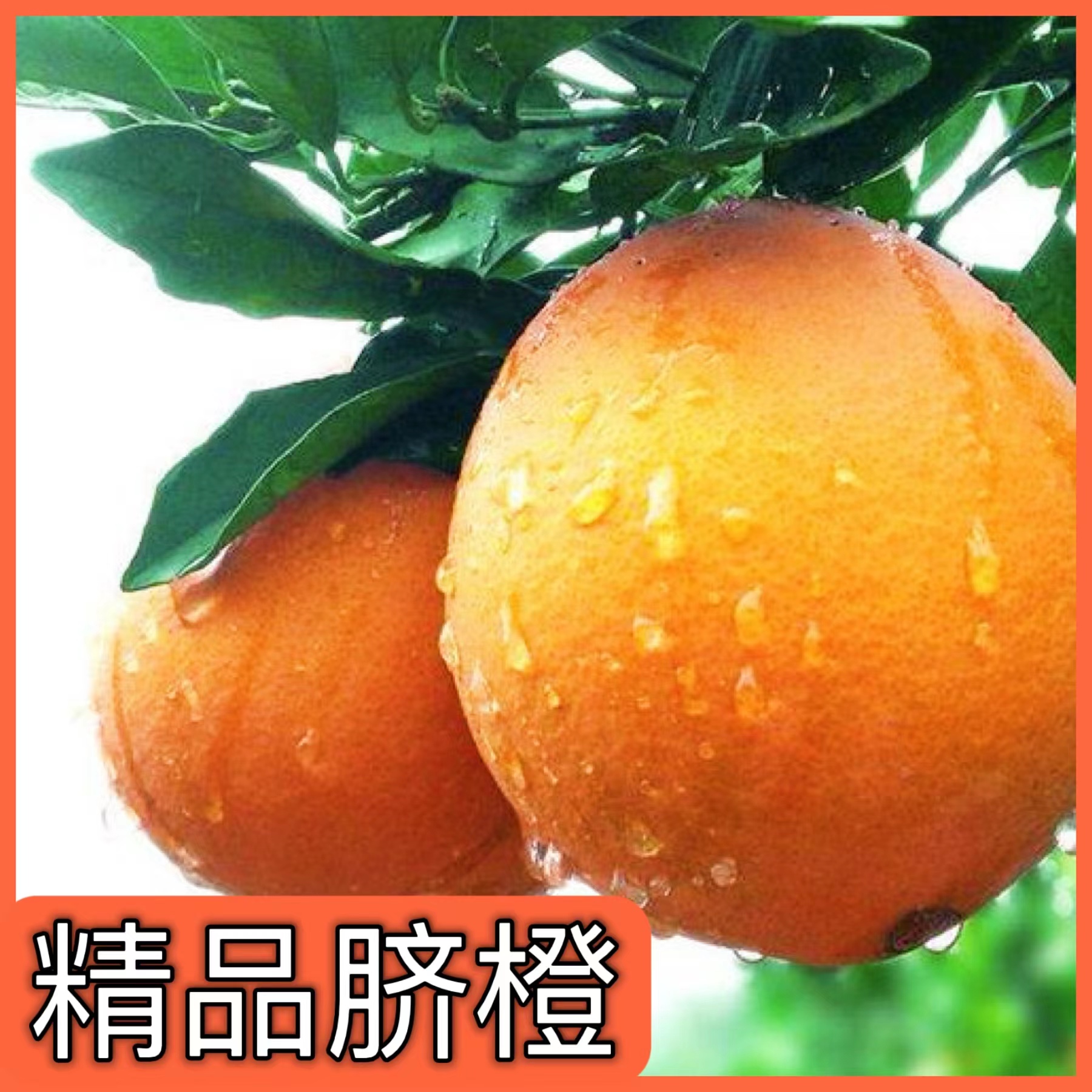 精品脐橙新鲜应季水果孕妈可吃新鲜采摘果香浓郁自然成熟