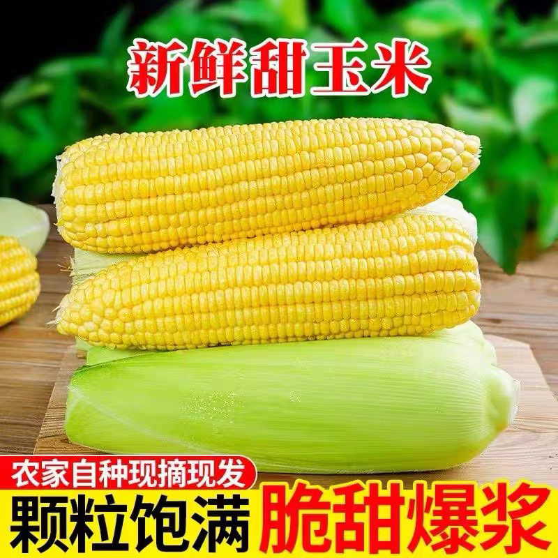 【新人福利】五斤新鲜水果玉米爆浆生吃蒸煮打汁现摘现发