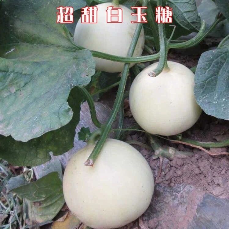 院子甜瓜种子香瓜种子冰糖籽甜瓜种籽四季香瓜种子羊角蜜甜种籽