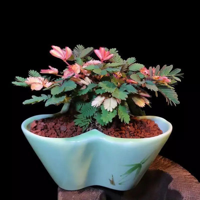 彩叶含羞草花种子四季活奇趣植物害羞草室内外阳台盆栽植物花籽