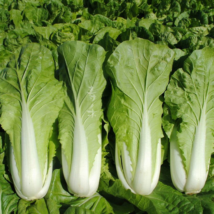 快菜种播天快菜春夏秋冬季种青蔬菜种孑阳台子奶油小白菜籽四季