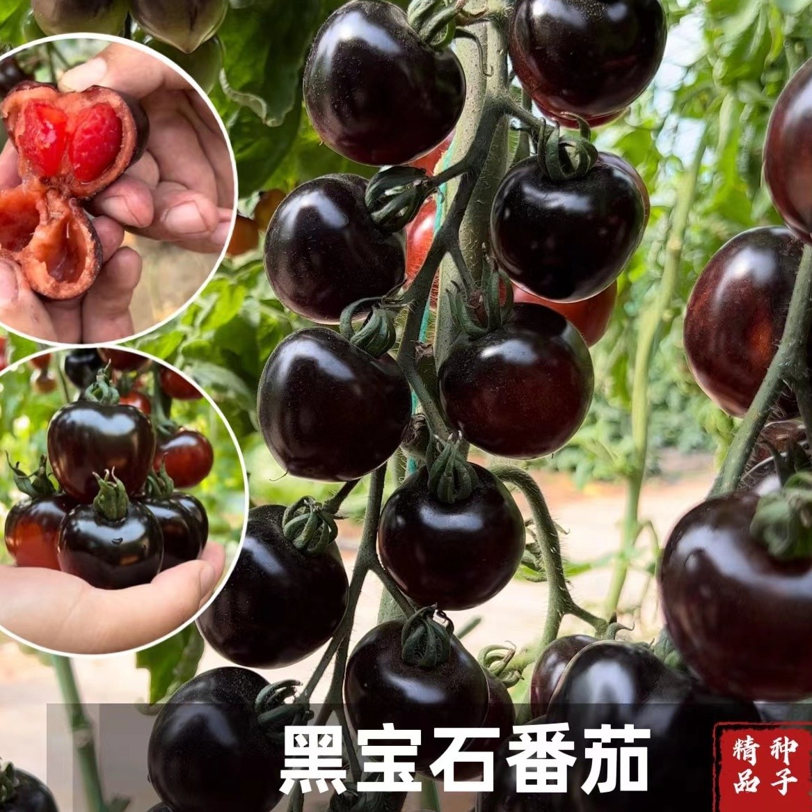 黑宝石番茄种子黑骑士小院四季阳台盆栽西红柿蔬菜种子