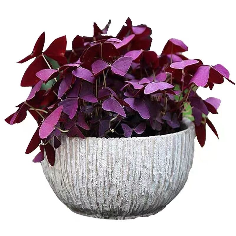 紫叶酢浆草多年生幸运三叶种球种子根盆栽庭院花卉观花植物室内花