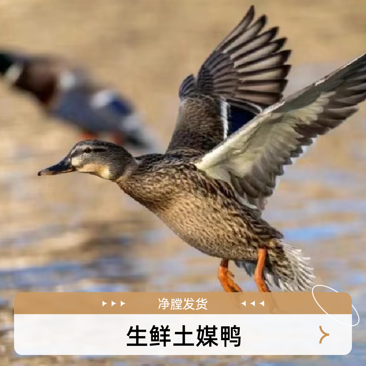 媒鸭枞阳真空包装净重2.2斤左右