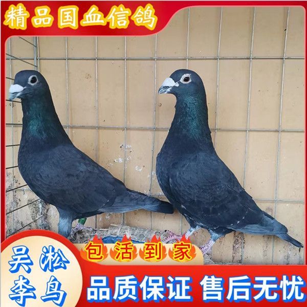 精品纯种老国血远程千公里一对信鸽吴淞信鸽黑目种鸽子幼鸽果园