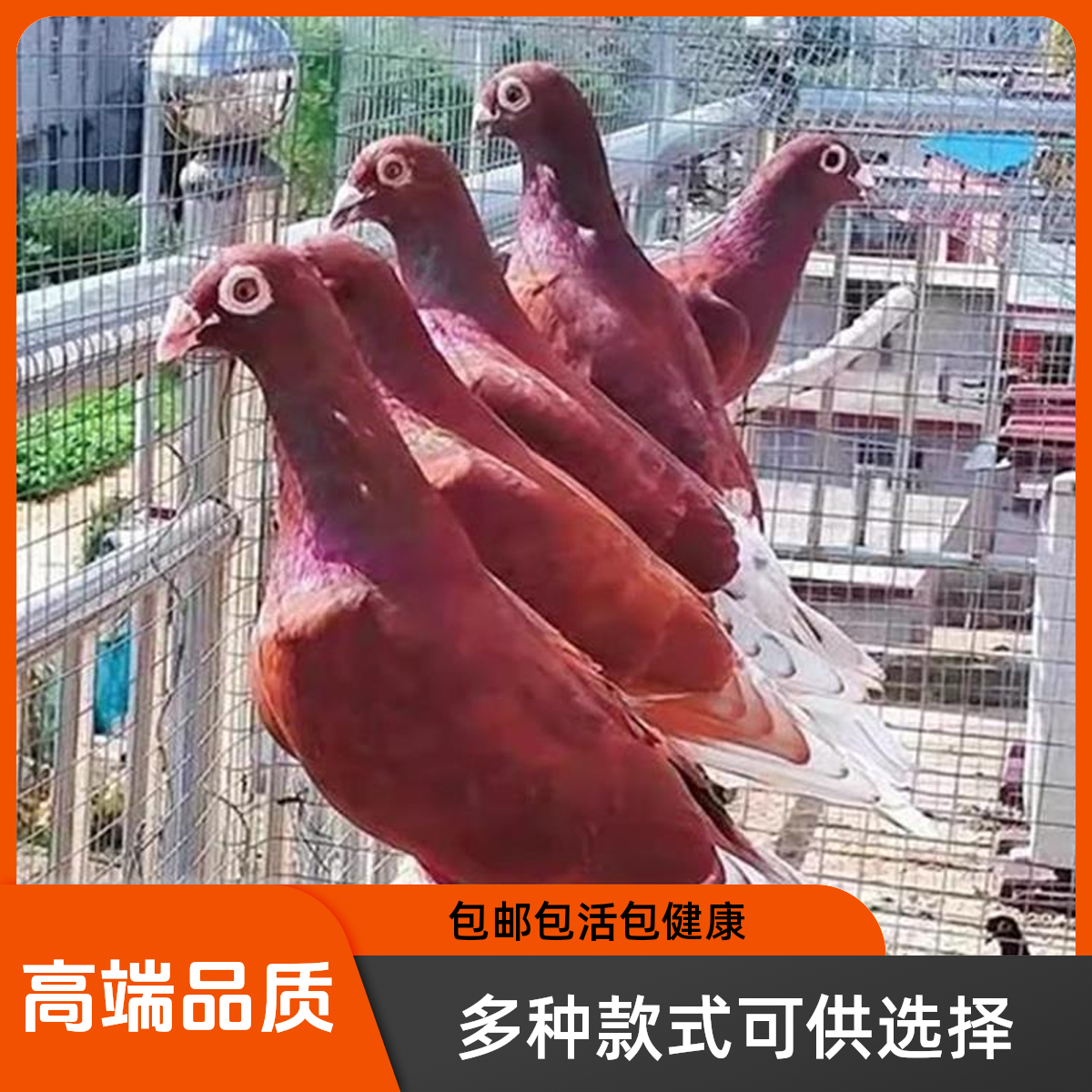 鸽子信鸽赛鸽纯种老国血红色西翁信鸽千公里冠军血统大鼻子鸽子活