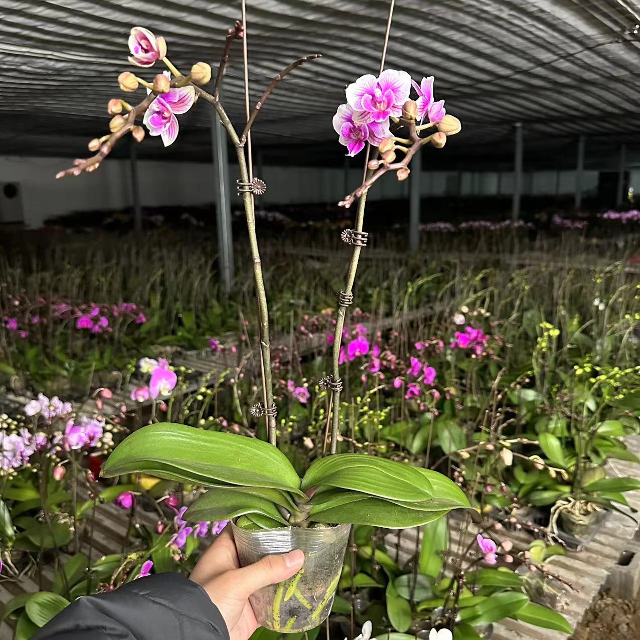 【十月里】蝴蝶兰（可爱多）双花剑带花带花苞发货包邮