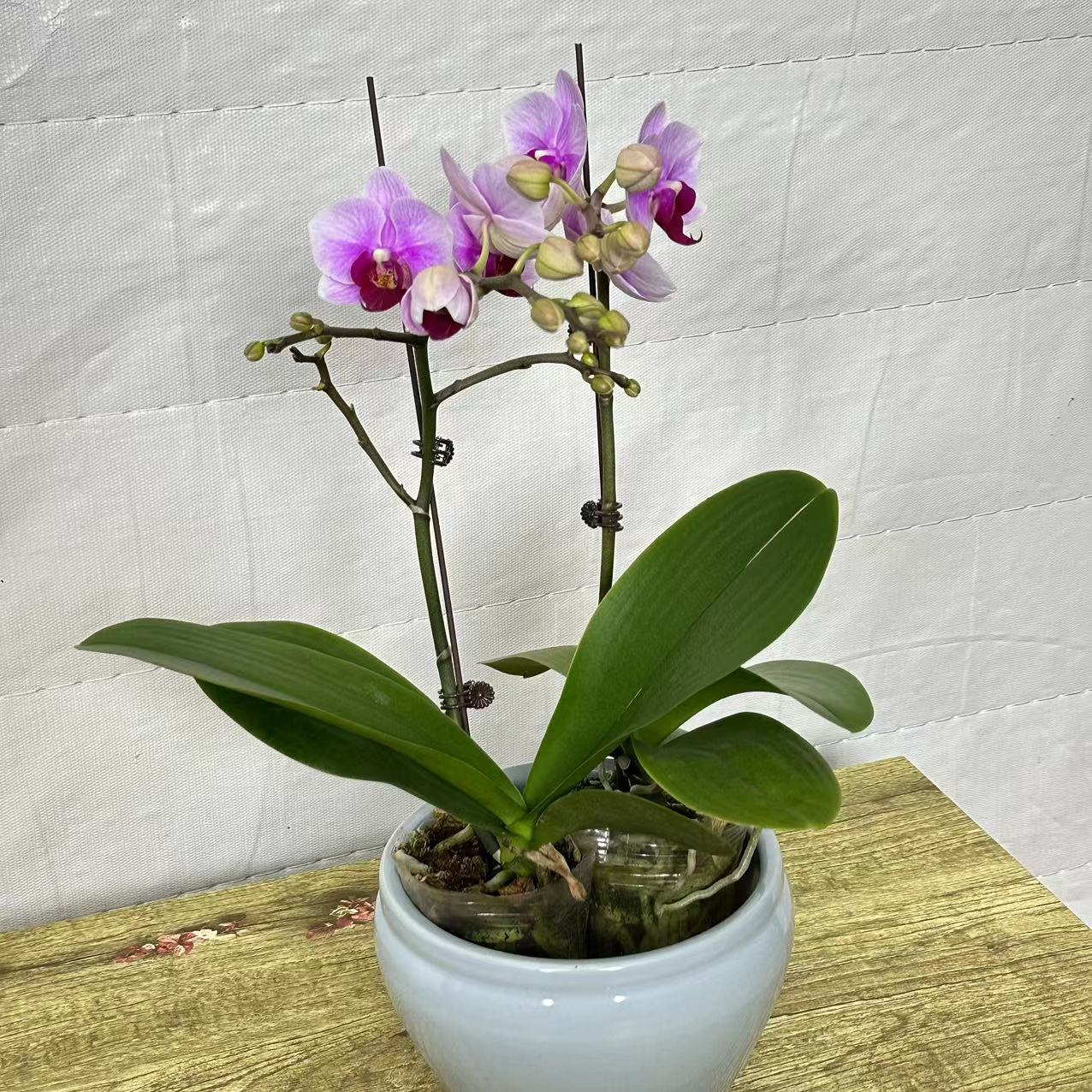 【十月里】蝴蝶兰（宝贝）  带花带花苞发货（皮实好养，花期超长）