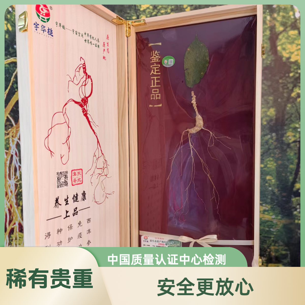 国检有机仿野生西洋参泡酒煲汤滋补养生西洋参