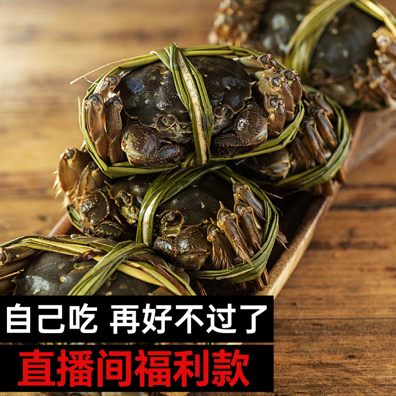 【活蟹现发】兴化大闸蟹全母蟹2.8～3.3两平均3两8+2 10只精品螃蟹