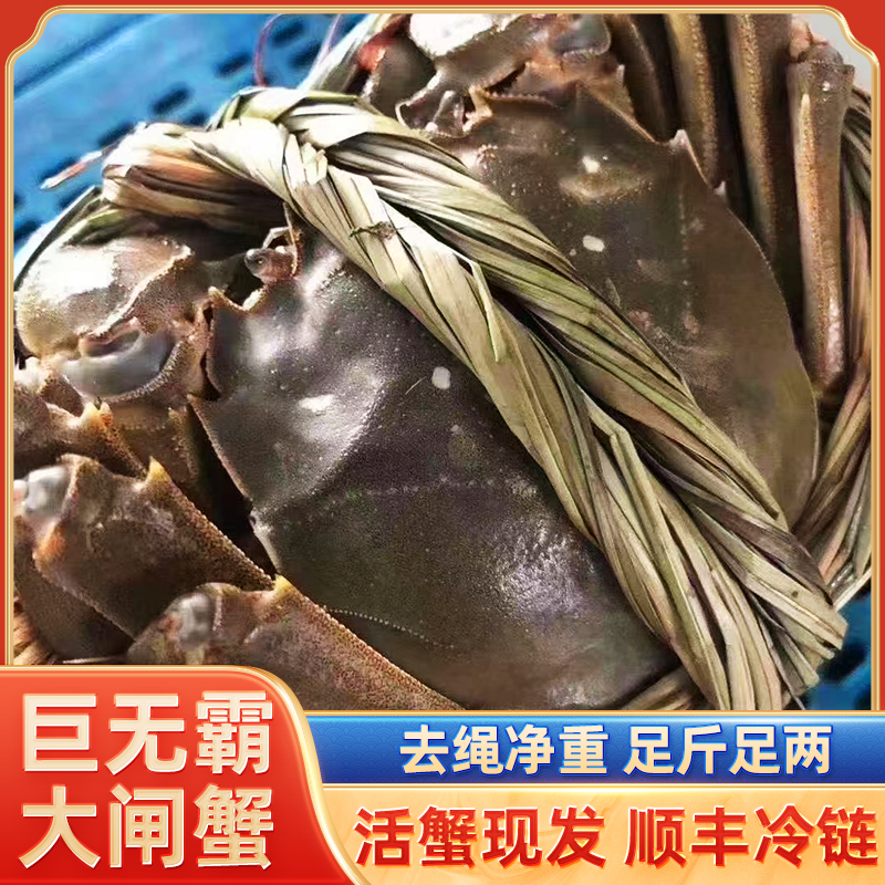 【巨无霸】兴化大闸蟹全母蟹3.8～4.3两 平均4两8+2 10只 塘口直发