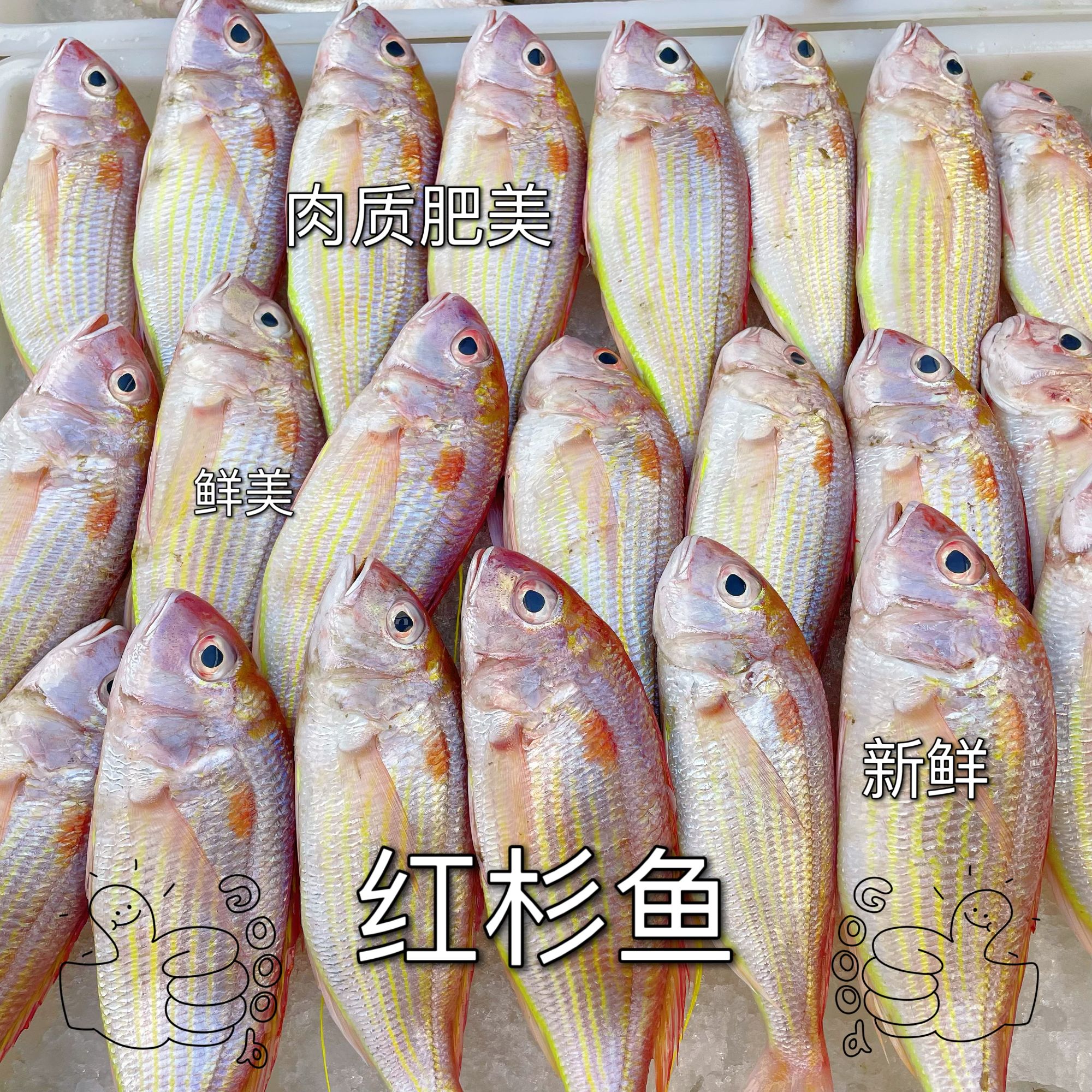 湛江新鲜红杉鱼一斤约4-6条 不帮杀