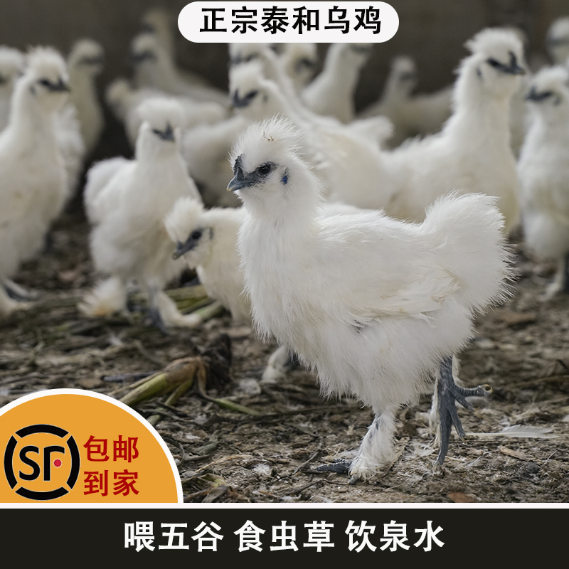 原种泰和乌鸡  喝汤吃肉   1.2斤左右  公母自选 顺丰包邮