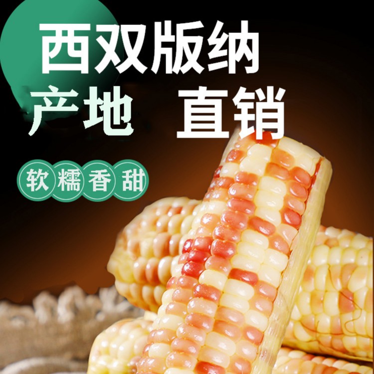 云南西双版纳香糯小玉米开袋即食免煮花甜糯玉米棒真空装包黏玉米