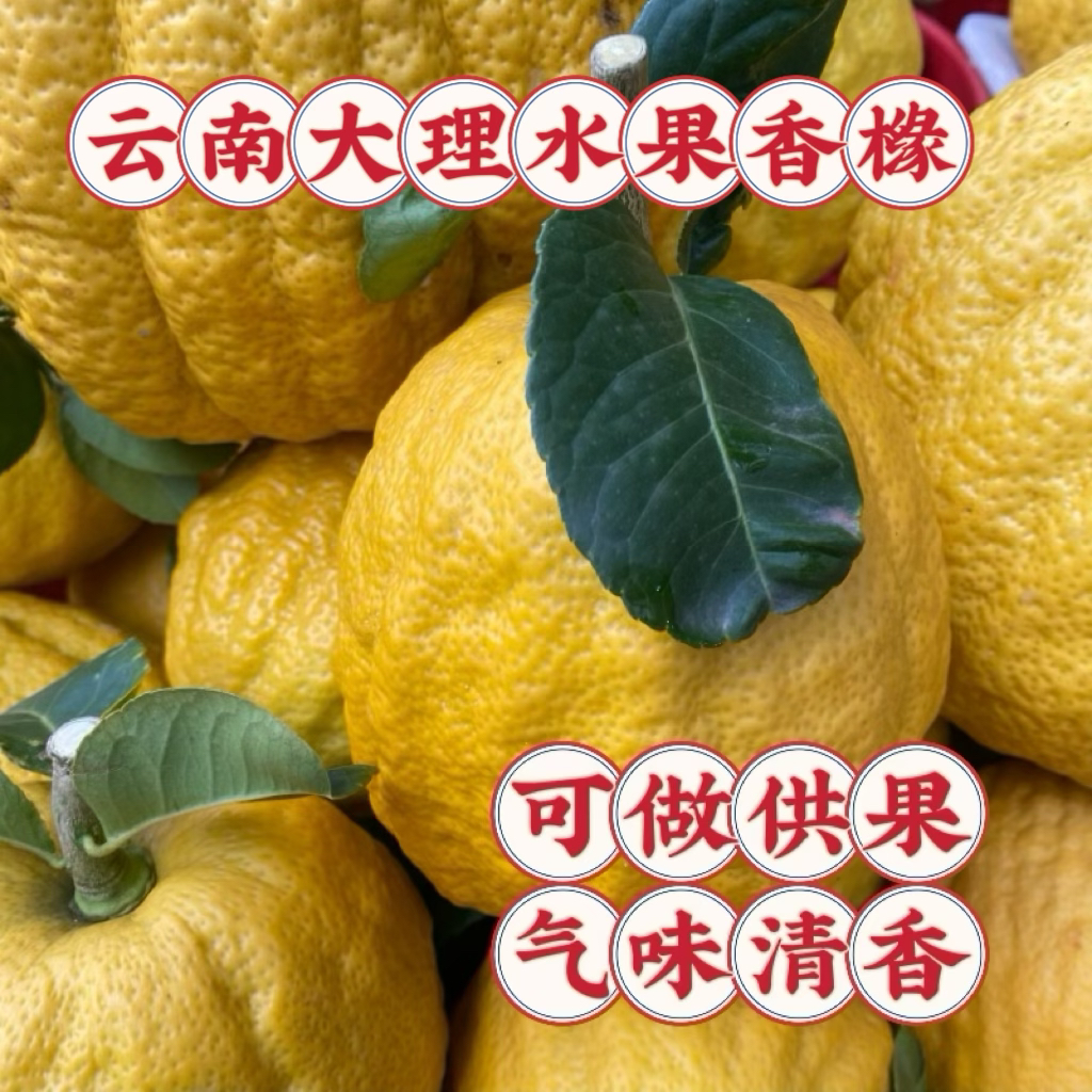 2025香橼云南大理农家现摘现发可食用可观赏清供闻香水果