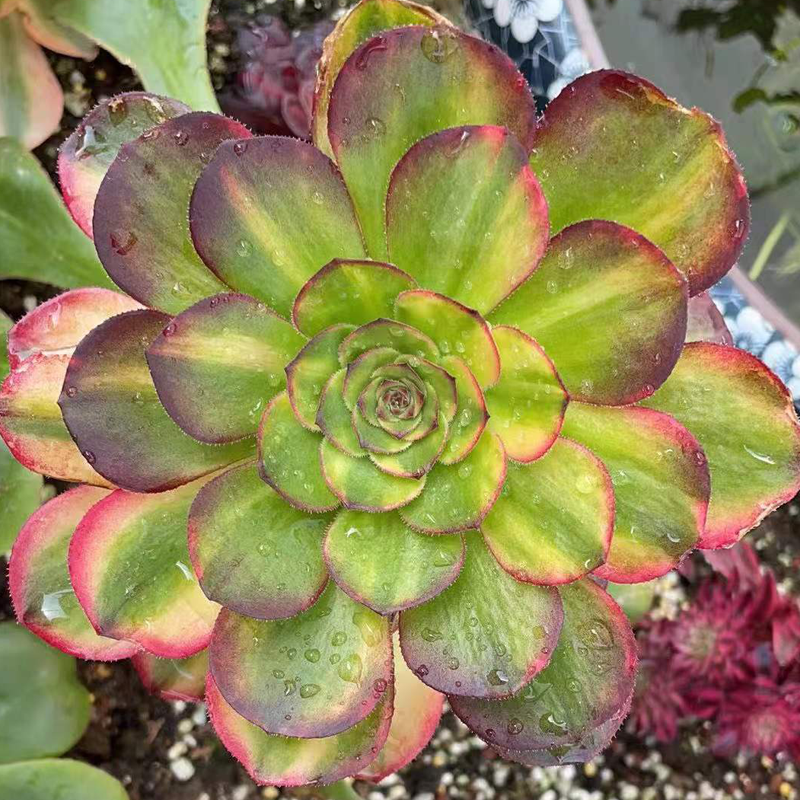 法师植物夏季春季粉色红色带土冬季裸根橙色