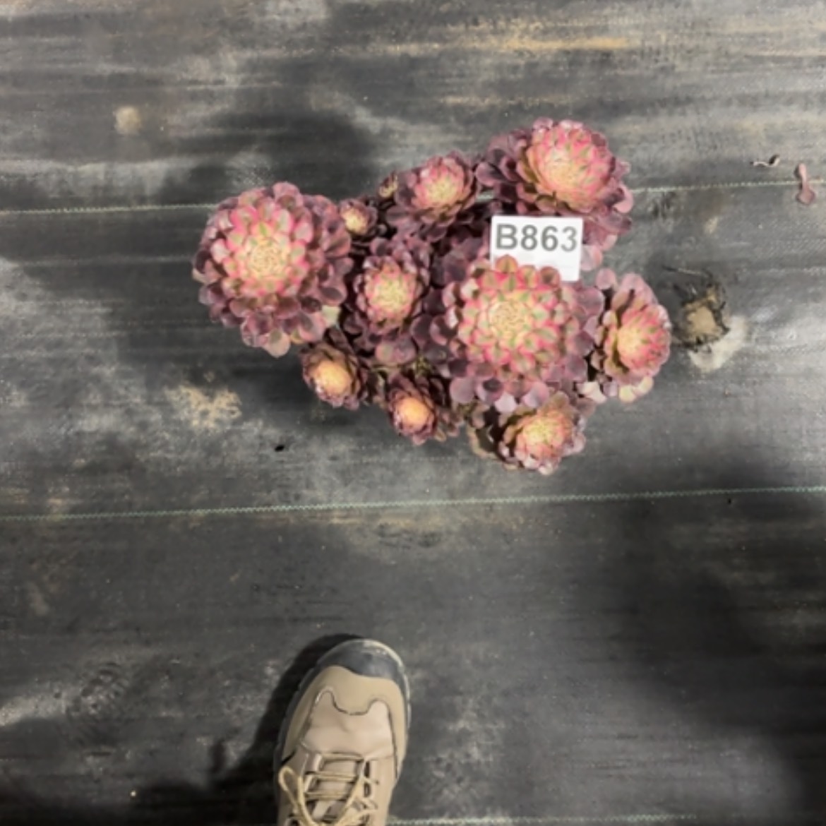 【闪购商品】密胺一****丘863