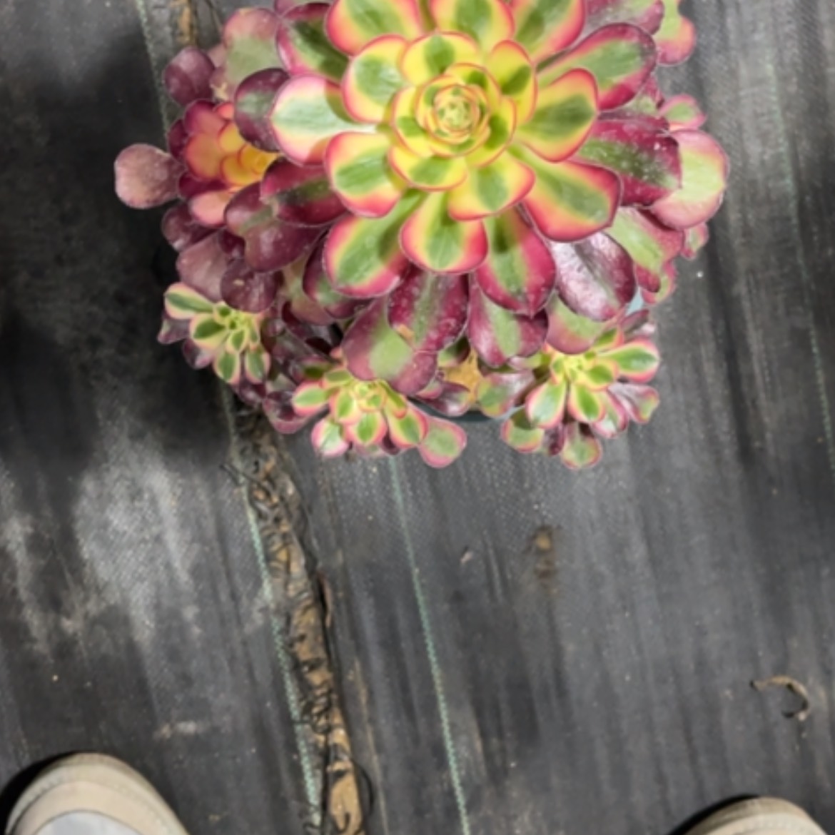 【闪购商品】密胺௸****೨882芙蓉仙子