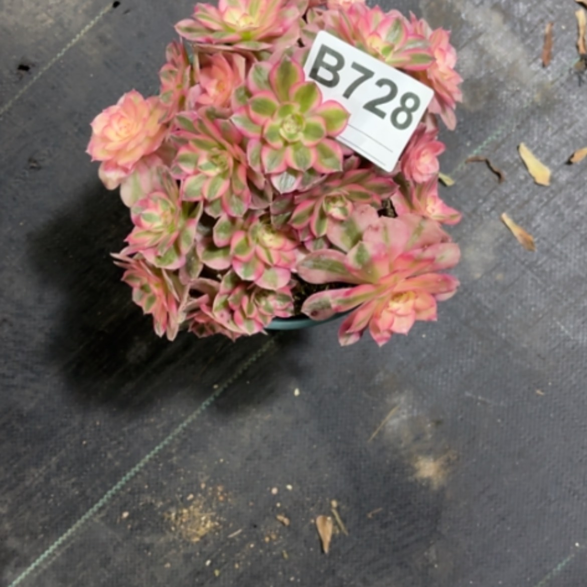 【闪购商品】密胺@**@728