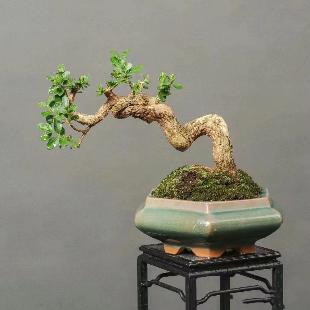 [直播间一物一拍】小叶白皮瓜子黄杨盆景苗素材