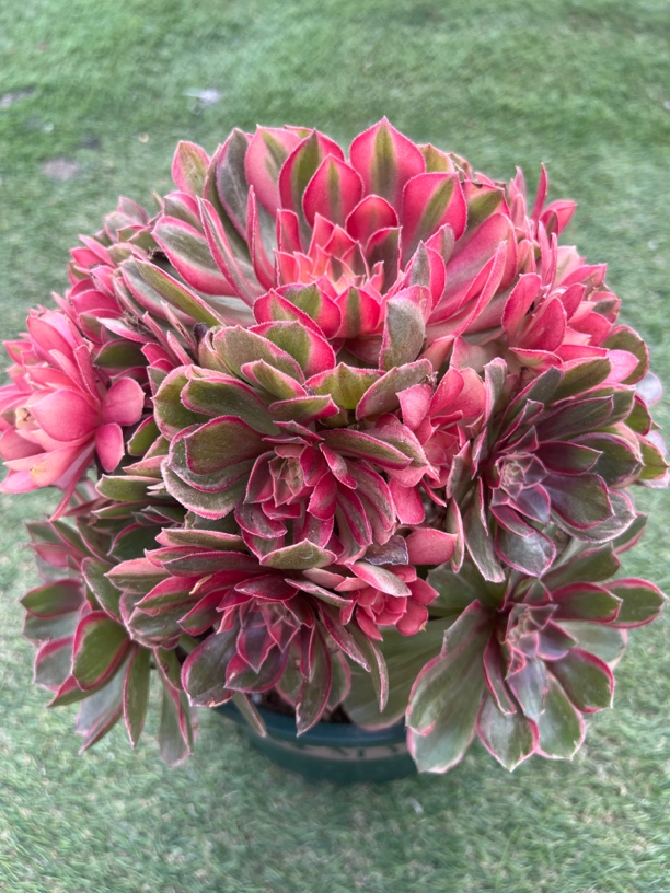 法师（多肉）一物一拍