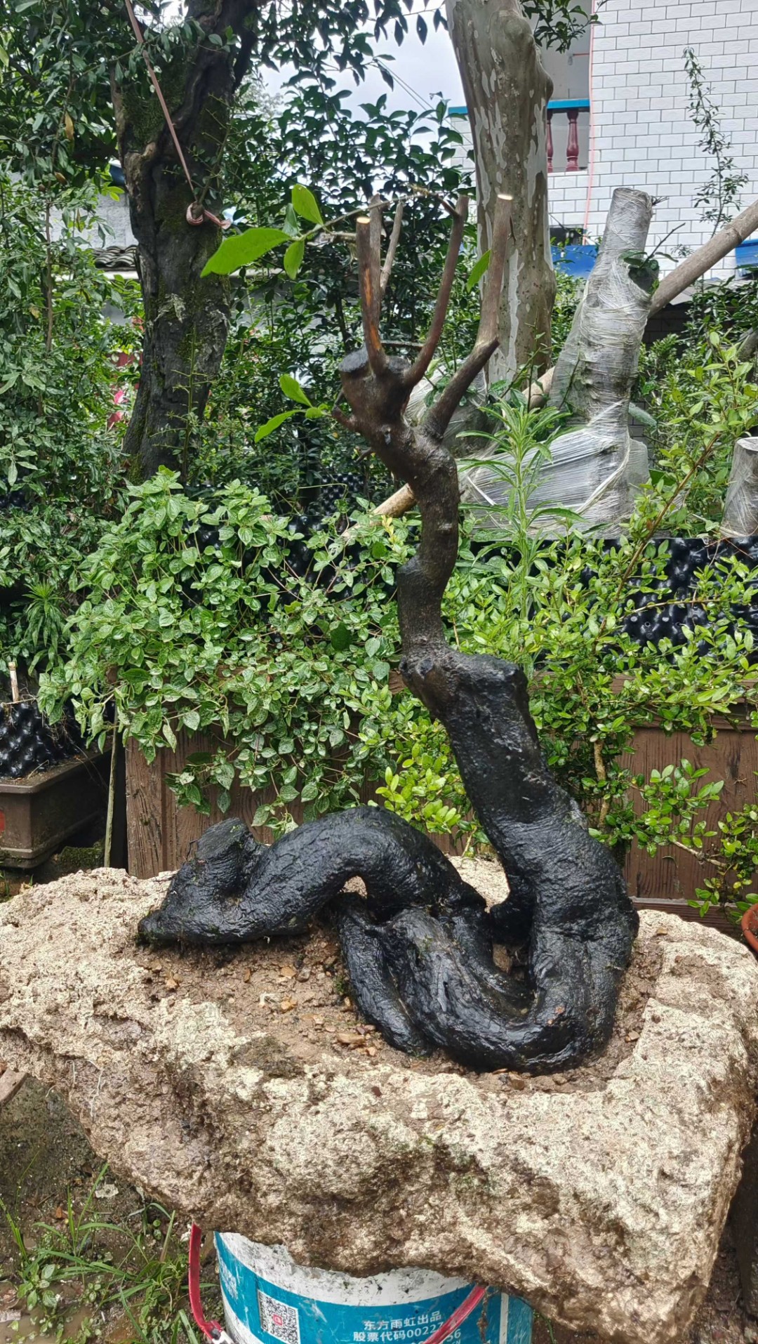 金弹子5~50链接绿植盆景