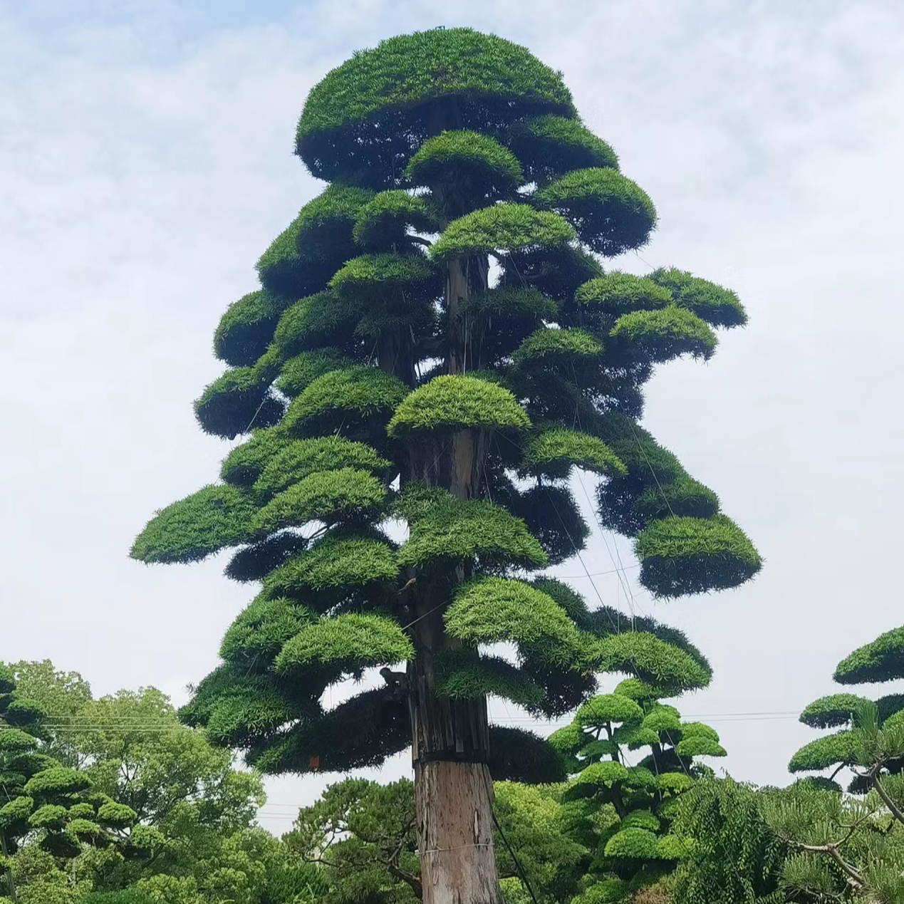 罗汉松盆栽地栽室内外门口庭院造型树{直播间一物一拍}