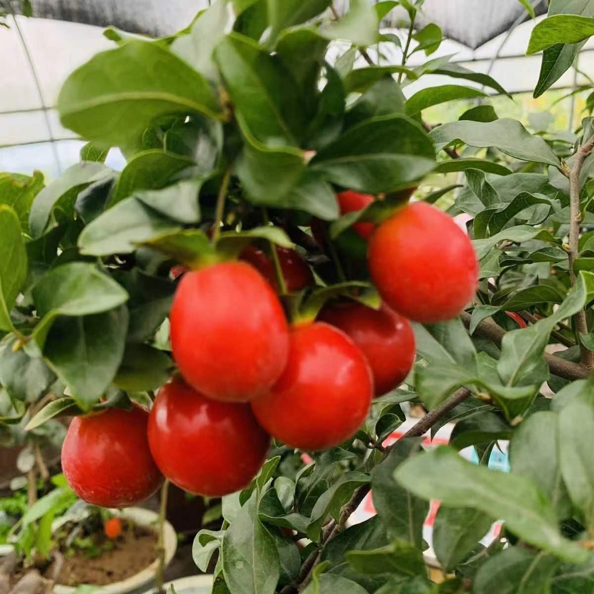 金弹子盆景，别野庭院装饰，现货发，一物一单