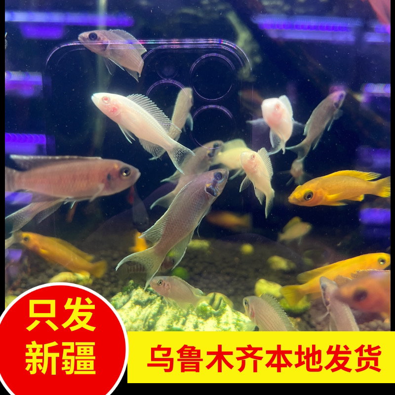 新疆观赏鱼包邮进口三湖坦鲷女王燕尾活体热带观赏鱼绿面燕尾红格