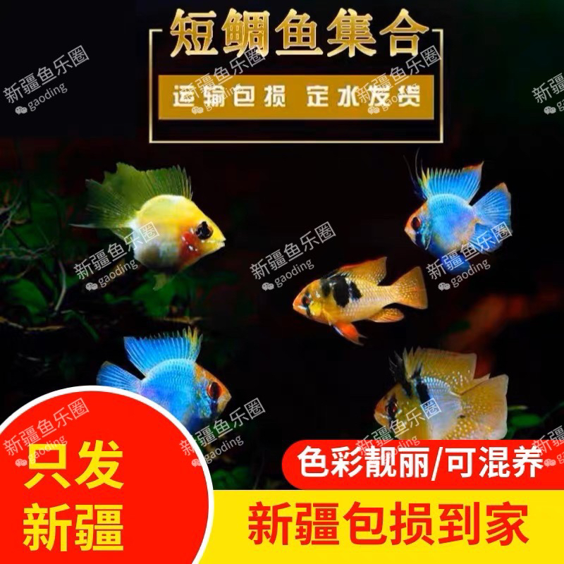 新疆观赏鱼包邮金波子蓝波子荷兰凤凰球热带鱼可混养短鲷可繁殖