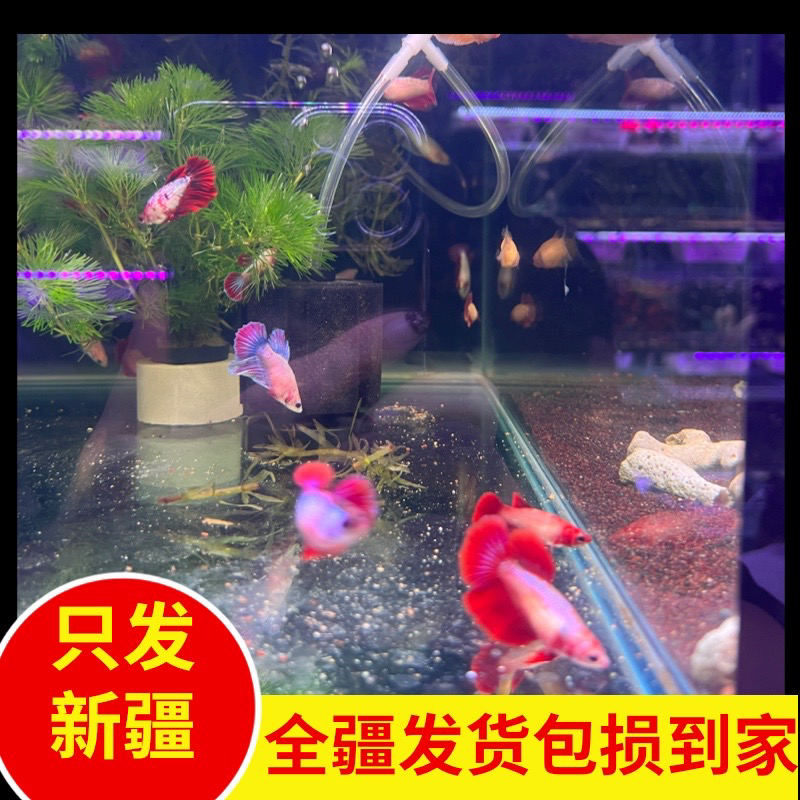 新疆观赏鱼包邮半月斗鱼母斗鱼半月无需打氧好养易活可混养
