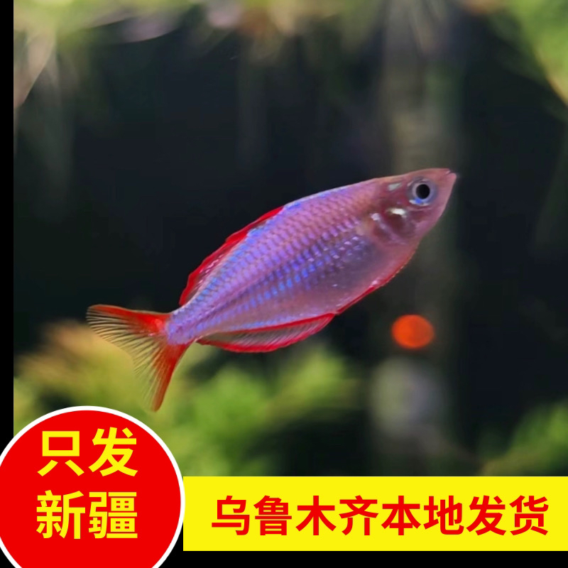 新疆观赏鱼包邮电光美人套餐组合装鳑鲏鱼新手推荐可混养群游