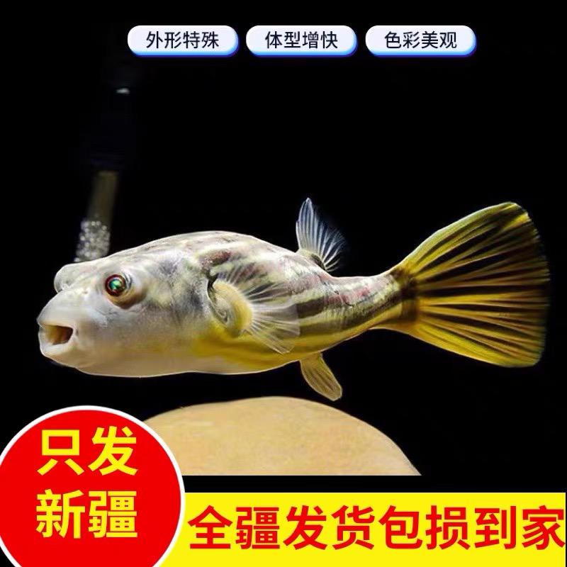 新疆观赏鱼包邮斑马狗头鱼皇冠狗头鼓气皮球鱼淡水鱼好养易活新手