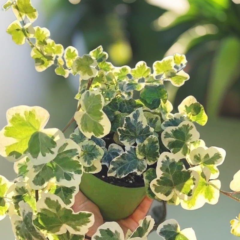 室内外观叶垂吊绿植雪莹常春藤盆栽四季常青植物通用营养土竹芋