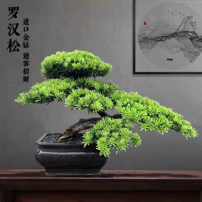 罗汉松盆景植物室内外迎客松造型盆栽办公室庭院耐活好养老桩真树