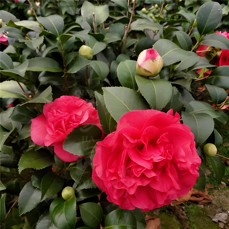 茶花山茶茶梅耐寒抗冻四季常青室内室外庭院别墅盆栽地栽好活易养