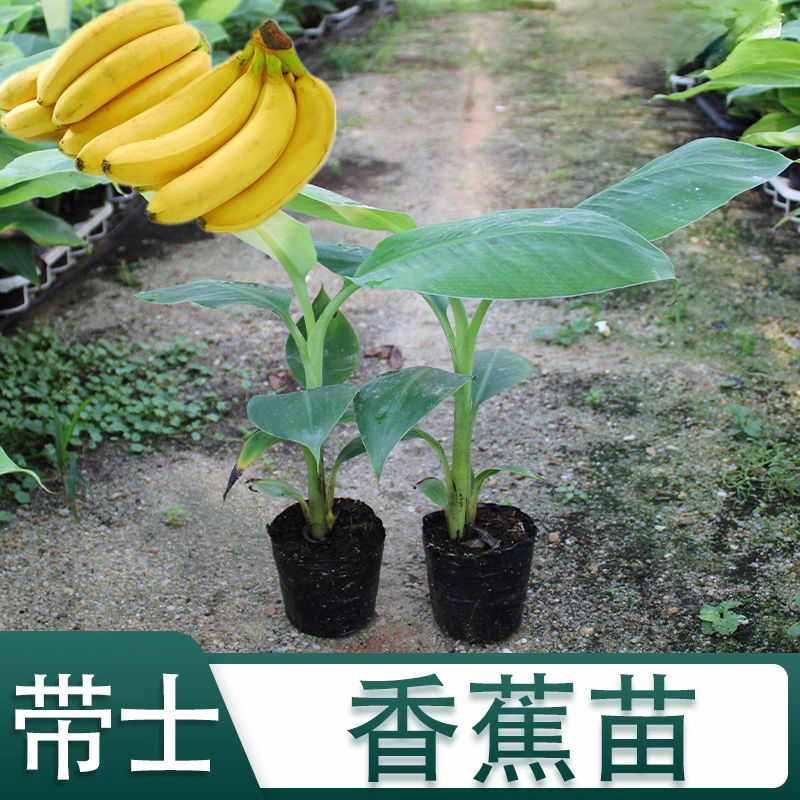 广西香蕉苗中蕉9号苗红香蕉粉蕉矮化蕉苗树苹果蕉当年结果庭院种