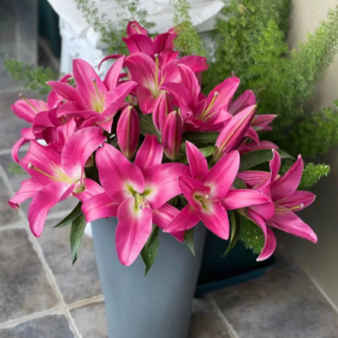 【香羿鲜花】竞争百合8-9朵/全场任意满两单及以上包邮