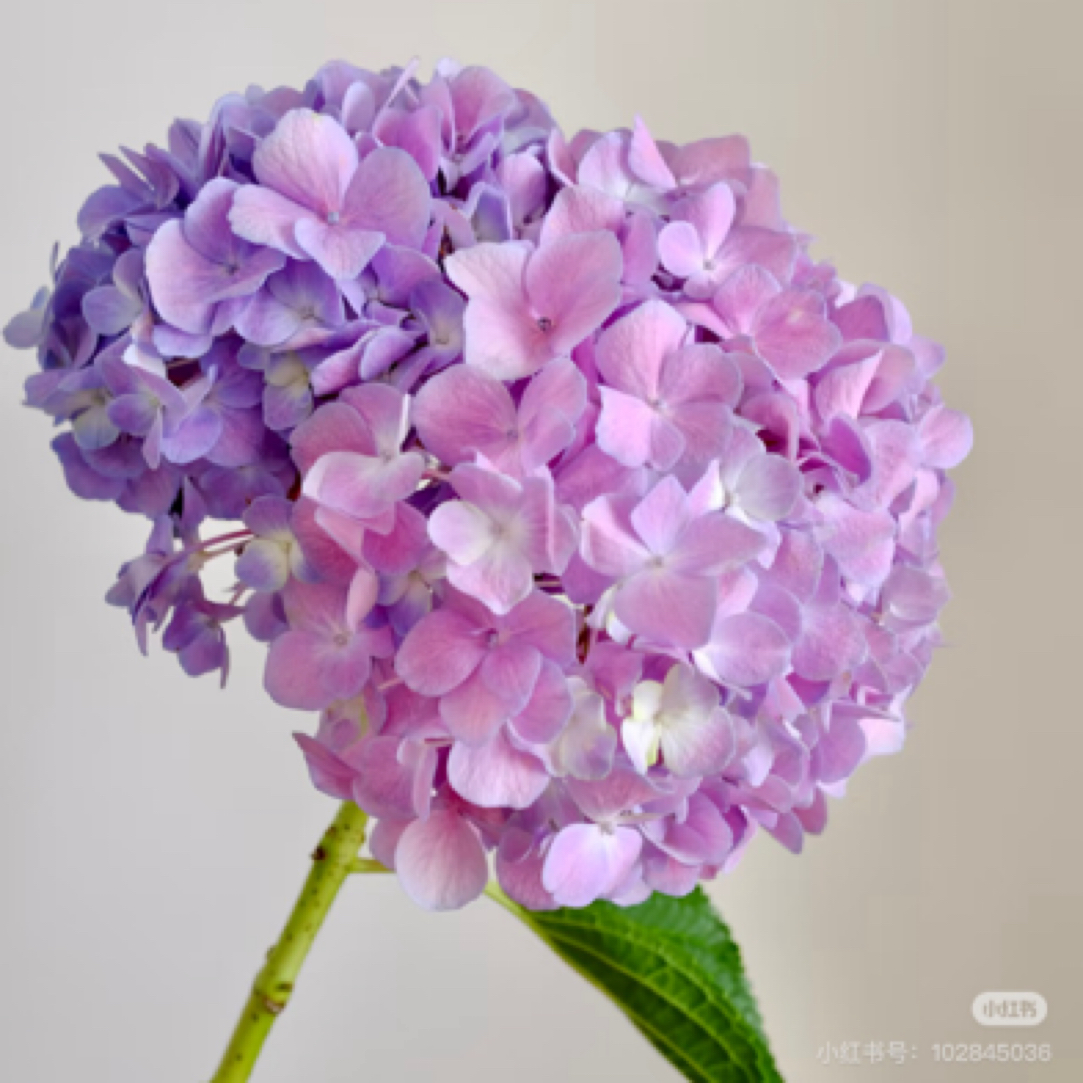 【香羿鲜花】粉紫色绣球一支/同城免费配送