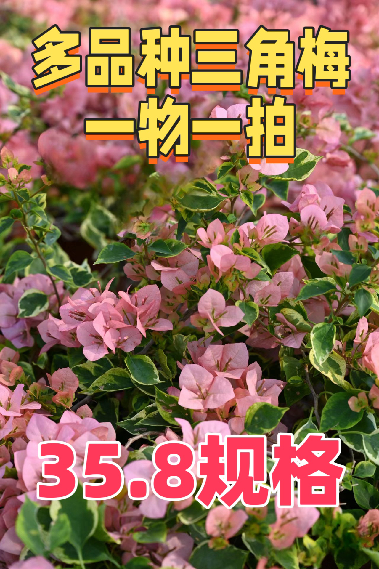 （35.8）三角梅多品种一物一拍