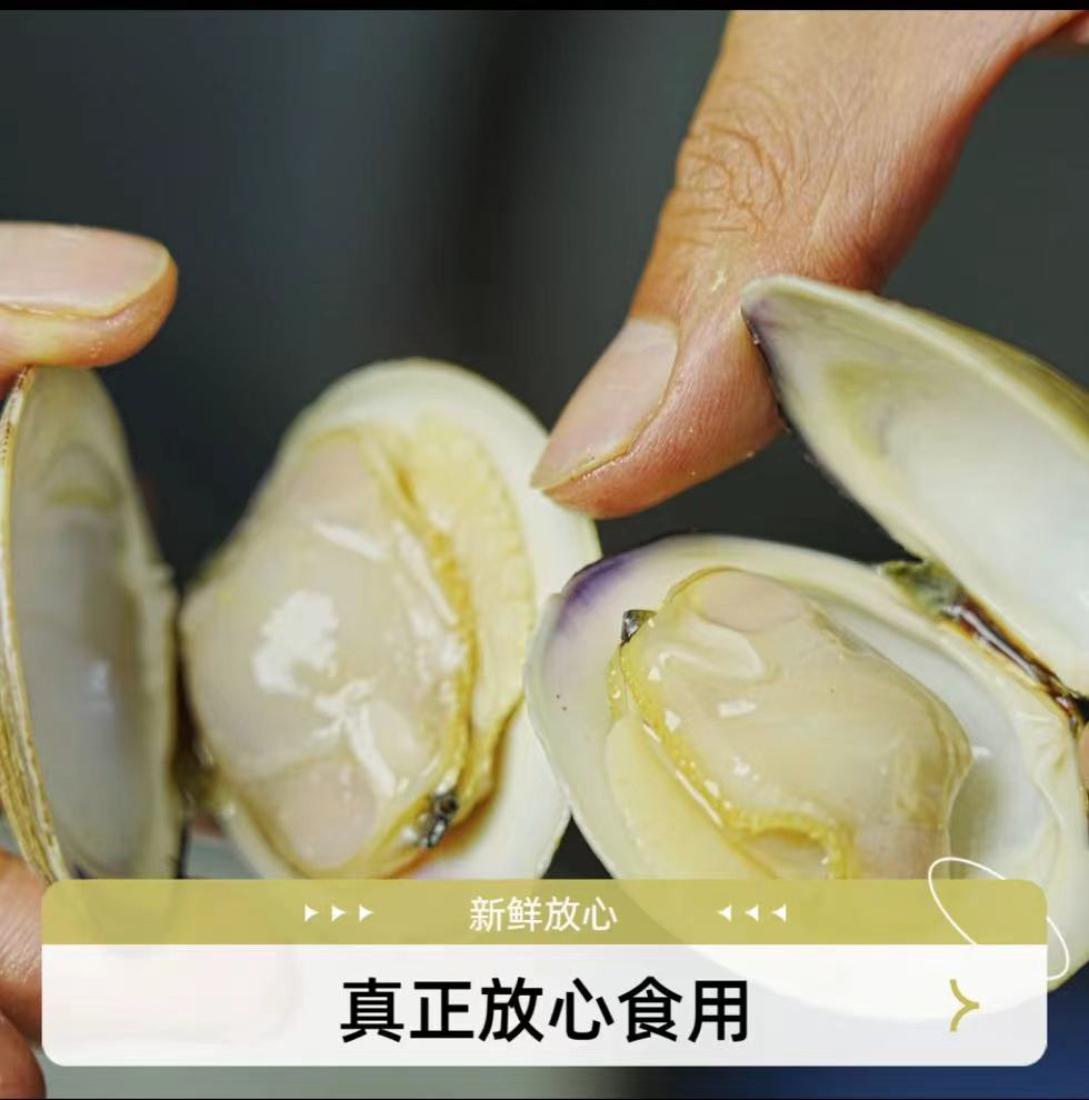 新鲜鲜活无沙蛤蜊(5斤)每斤10-15只左右