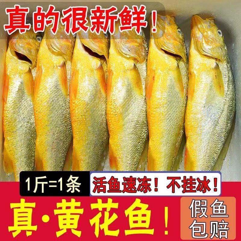 大黄鱼新鲜大黄鱼鲜活冷冻黄鱼野生蒜瓣肉 3条5条
