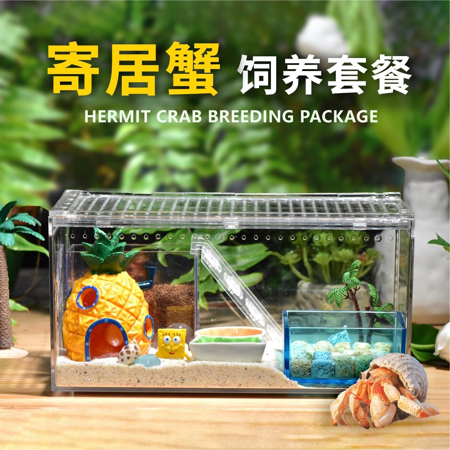 寄居蟹饲养套餐套装儿童节宠物桌面鱼缸宿舍造景diy简易六一礼物
