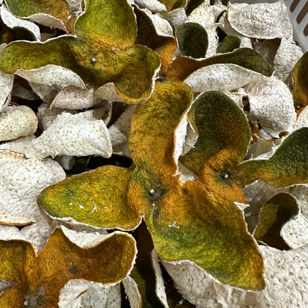 【梅江】新会茶枝柑2024年梅江南湖一号老树新皮