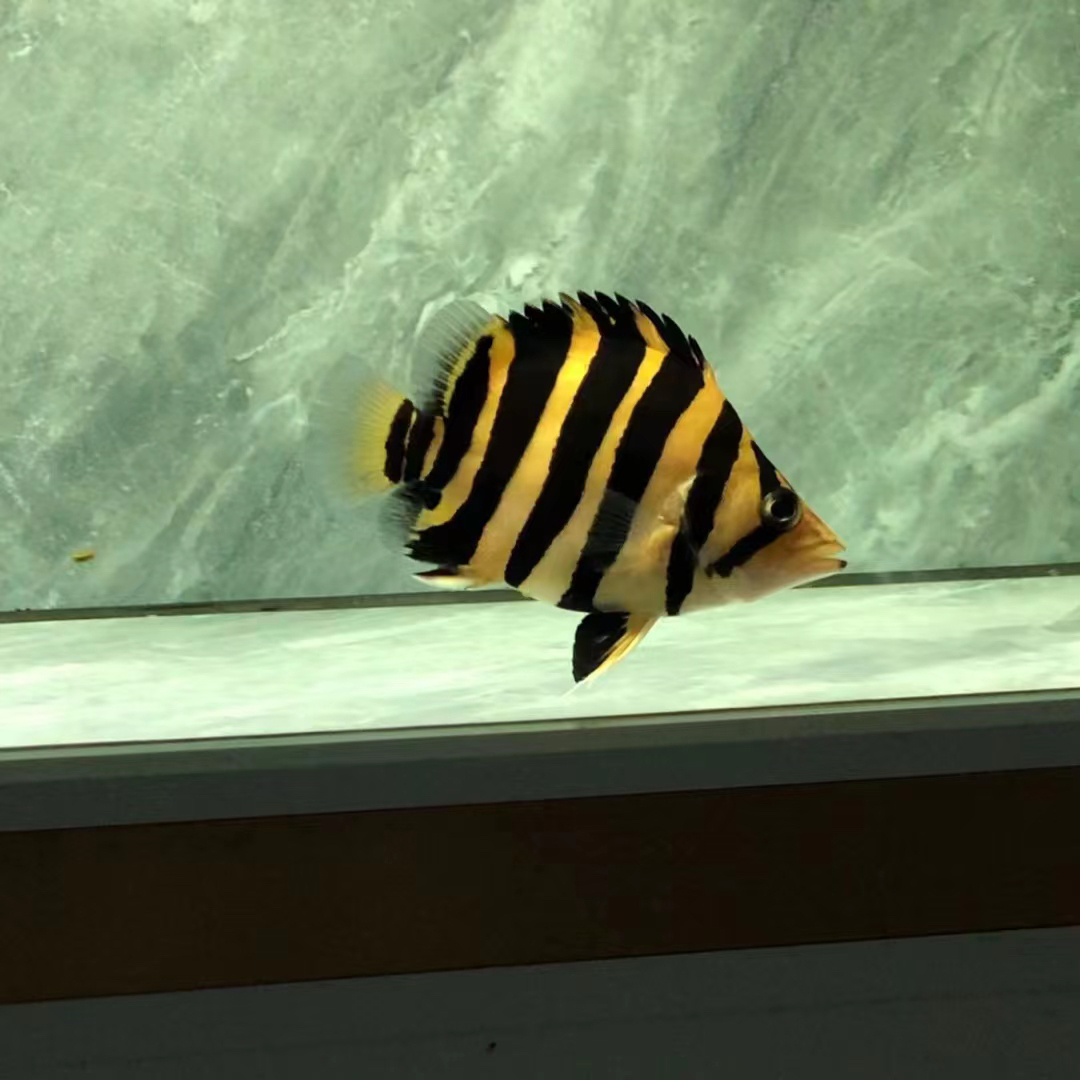 苏门答腊虎鱼三纹虎四纹虎印尼虎龙鱼配鱼改价链接