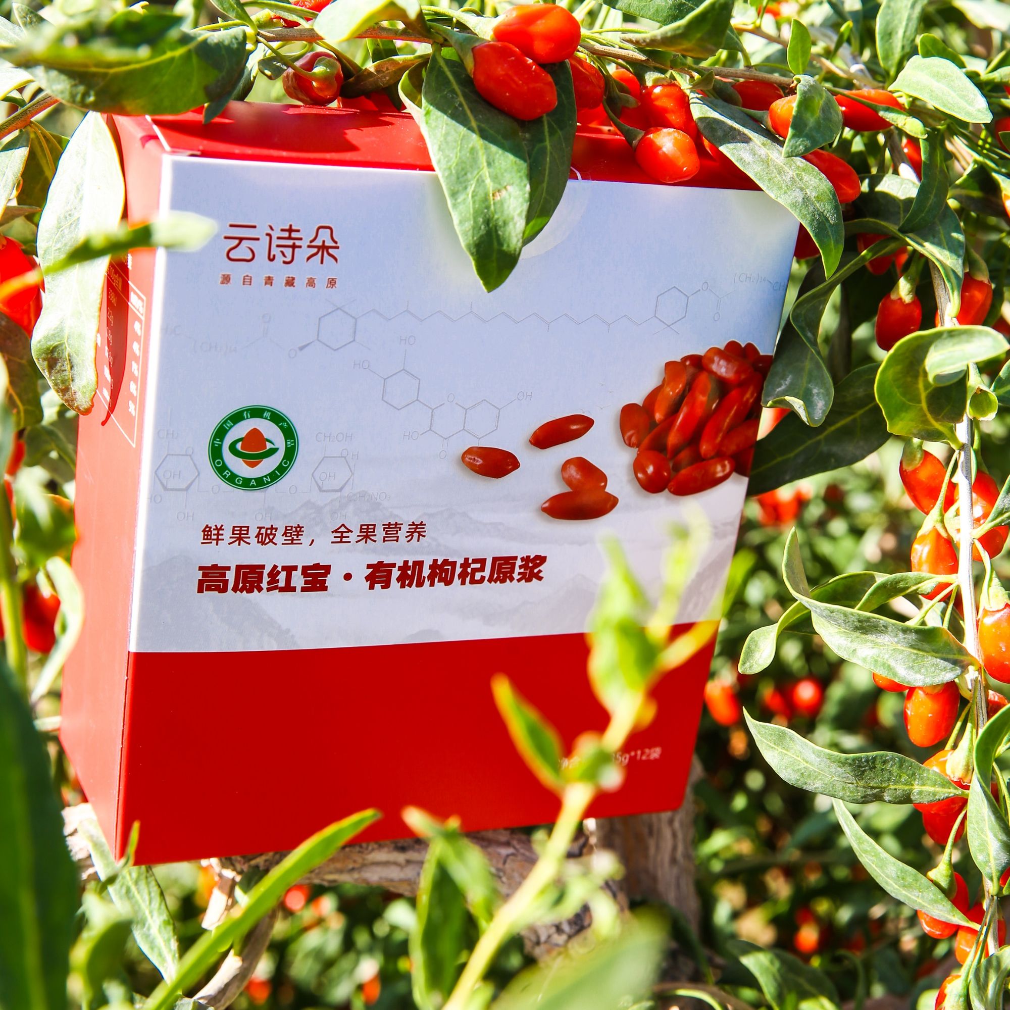 云诗朵云诗朵高原新鲜枸杞营养好喝原浆鲜果破壁35g*12/盒