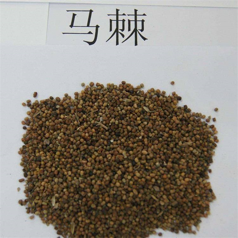 马棘护坡灌木绿化种子木豆 银合欢 净籽存活率高发芽快