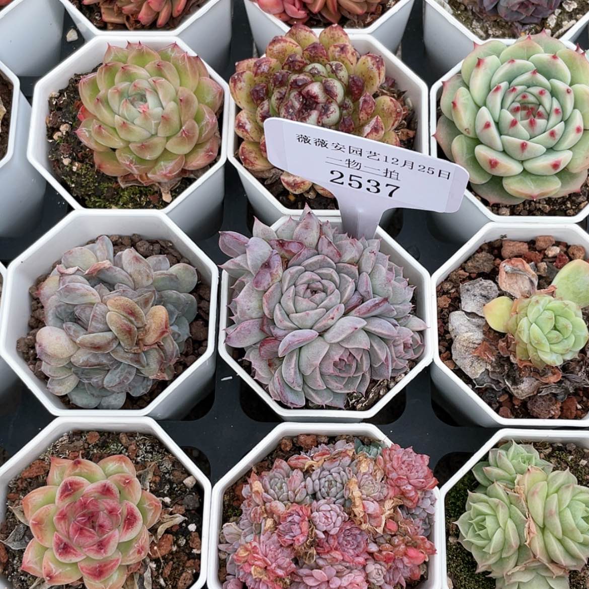 【闪购商品】2537薇