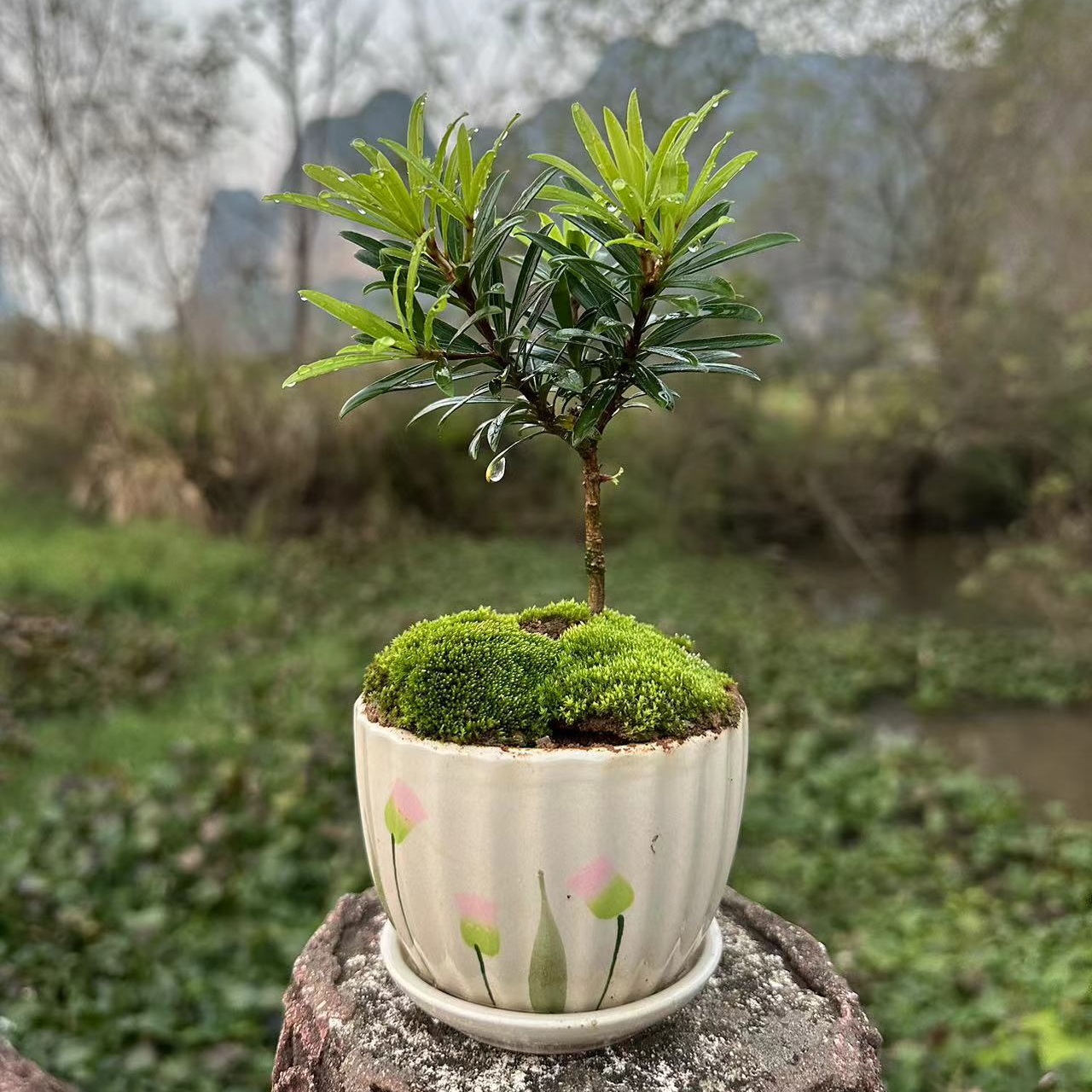 多品种罗汉松种植户