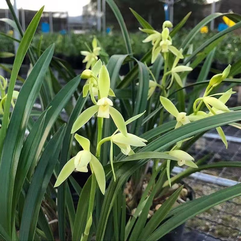 云南虎头兰花盆栽新鲜植物盆景兰花四季室外室内黄色种植发货开花